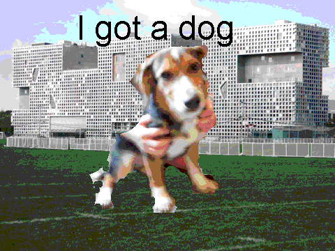 dog