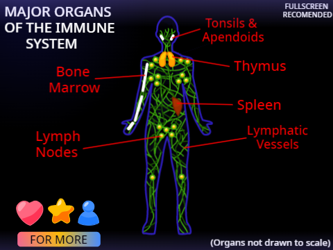 Major Organs Of The Immune System