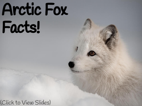 Arctic Fox Facts! remix