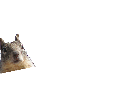 Squirrel be like 3