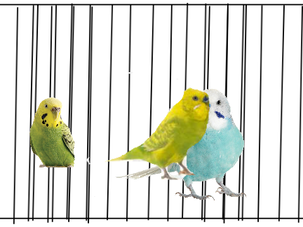 Sun the Budgie ESCAPE (Multiplayer)