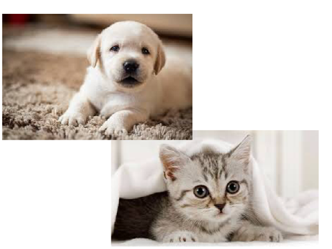 あなたはどっちが好き？(犬と猫)