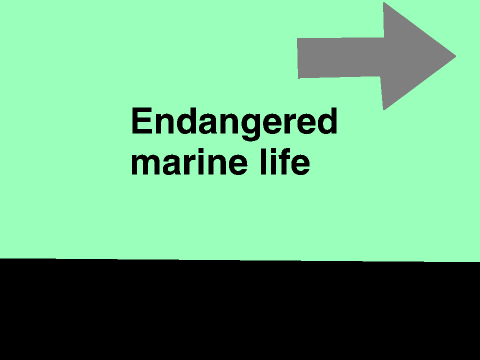 Endangered marine life