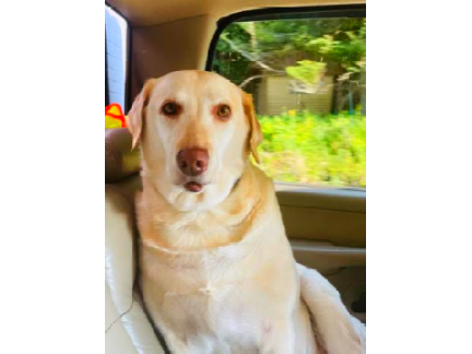 Newest Picture Of My Aunt's Dog Maggie