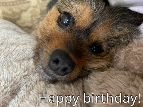 Happy birthday, Koko!