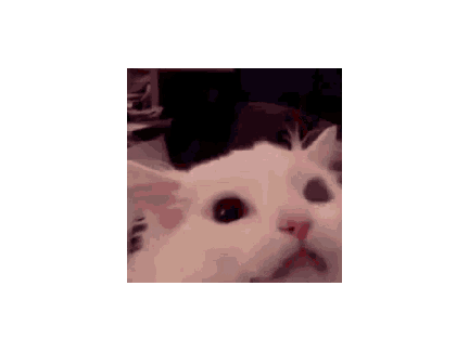 Cat Edit (2)