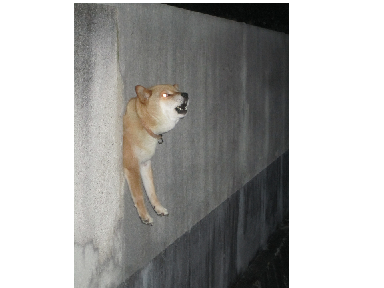 what da dog doin