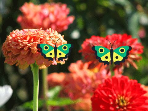 A butterflw