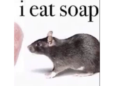 a collection of rodents to cure our sadness /j /lh