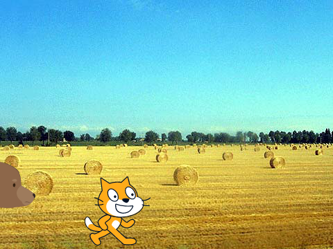 the bear chasing the cat