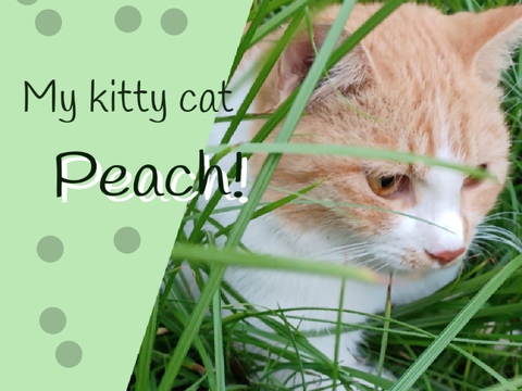 Pets! ❤ | peach my amazing pet!!!