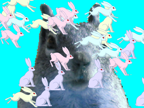 Animals