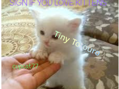 SIGN IF YOU LOVE KITTENS remix