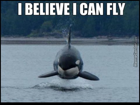 Another Orca Meme