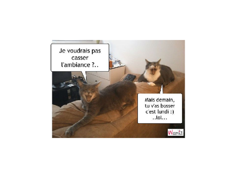 MDR chien 