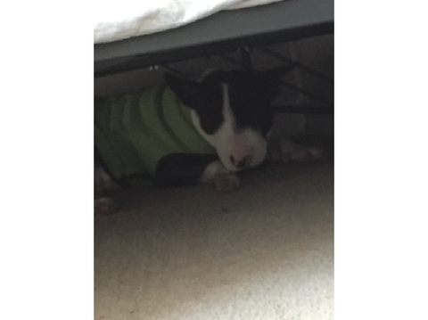dog