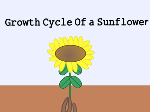 Growth Cycle Of a Sunflowers-An animation