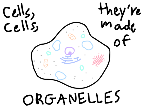 Cells, cells, they're made of organelles