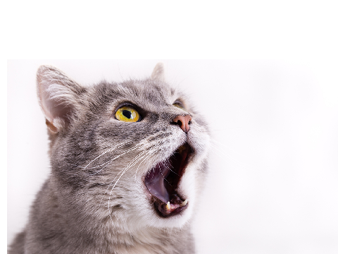 Cat meowing