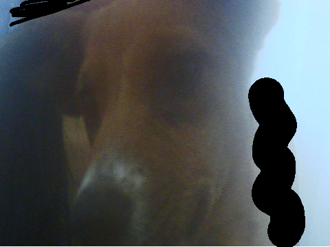 nuevo intengrante a la familia :0