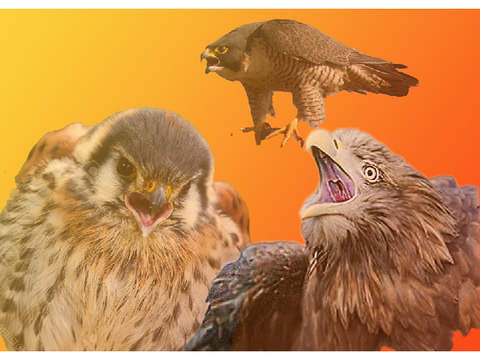 Recent photoshop projects