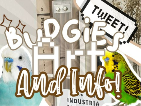 Budgies art+info!
