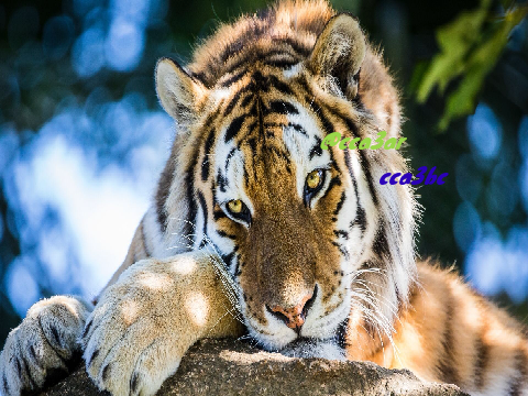 Sign to save animal’s! remix