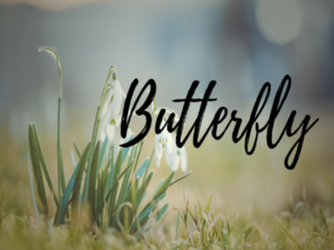 º◦✧ Butterfly || Quiz + Poem ✧º◦