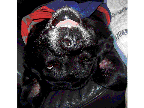 My Dogs: Bodey