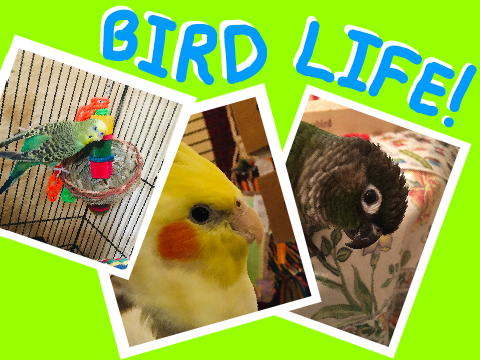 Bird Life! - Living with Parrots