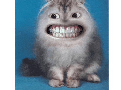 a cat meme maker