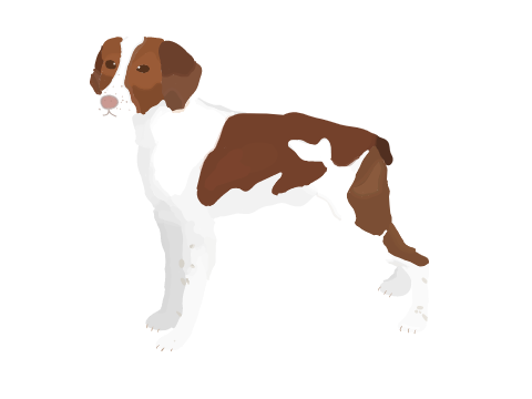 BRITTANY PAINTSHADE