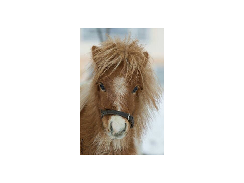 Les plus mignons poneys  