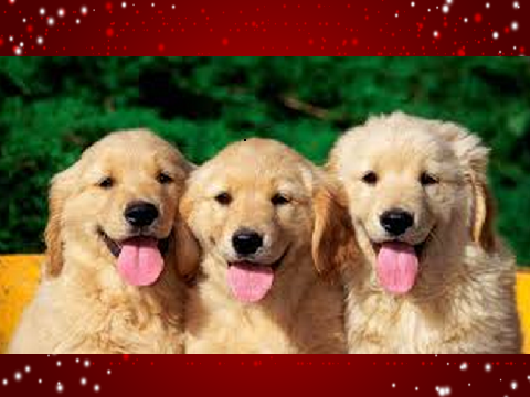 Soooooooooo cute : )