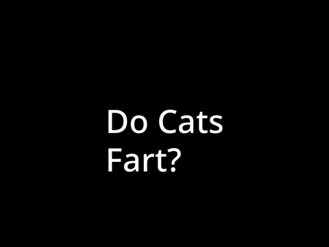 Do cats fart?