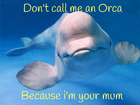 Don't Call Me An Orca meme