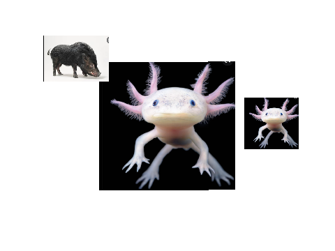 axolotl sus