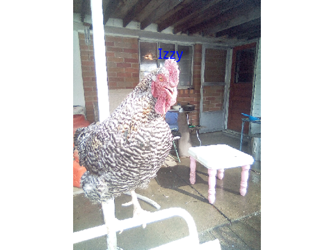 Chicken Reveal
