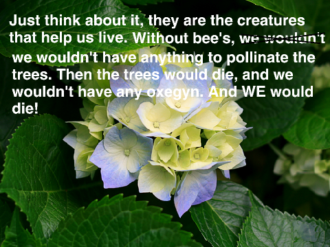 Bee's are not enemy's