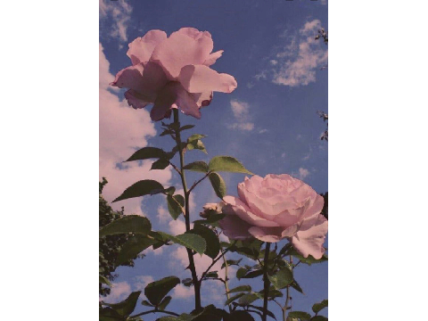 Aesthetic wallpapers