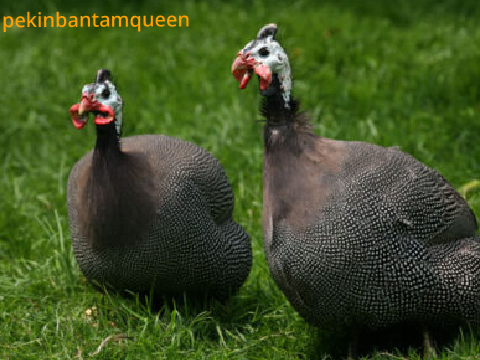  sign in if you think that gine foul wattles look hilarious   