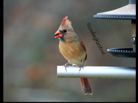 Northen Cardinal Photos for Pro-Bird-Nerd