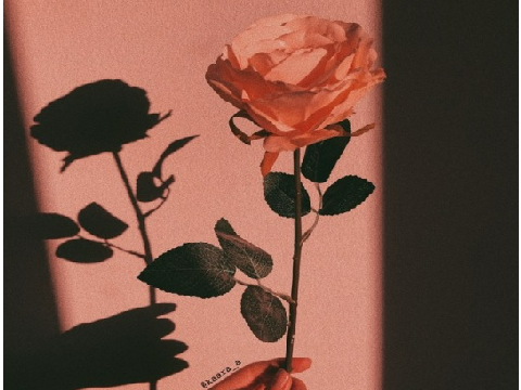 ✨rose-aesthetic✨