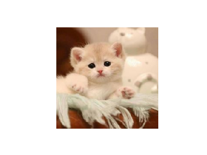 Chatons Cutes