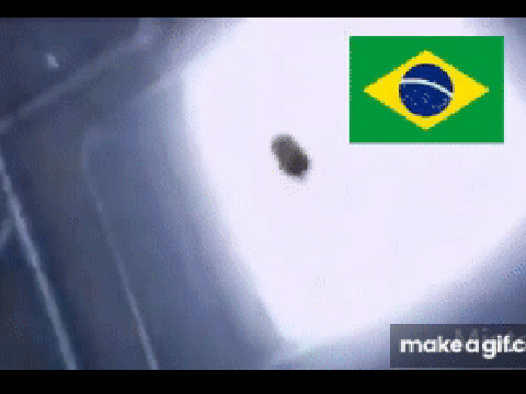 minion goes to brazil but big bass