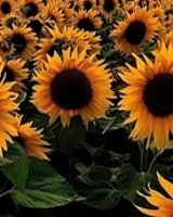 ❀❀❀