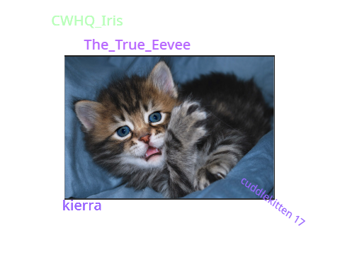 sign if you like kittens and cats! remix remix remix