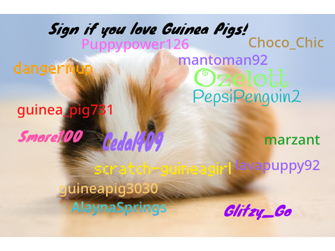Sign if you love Guinea Pigs! remix  remix