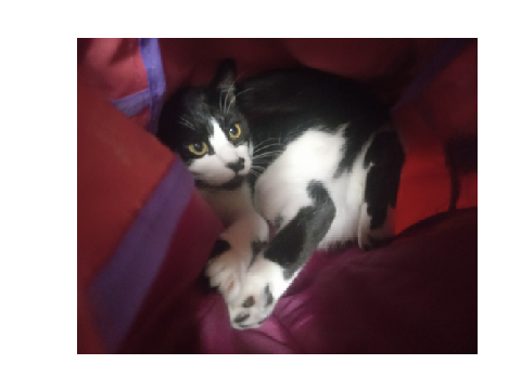 My cat