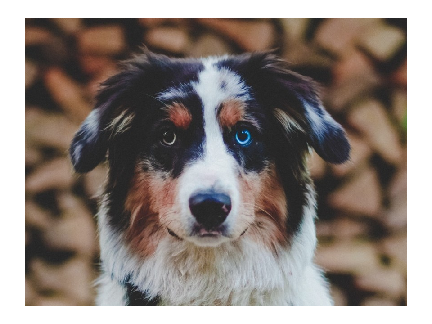 Meet Darby!